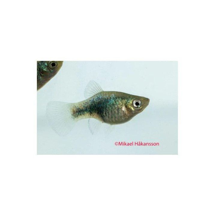 Platy tuxedo sininen neon 3,5-5 cm -