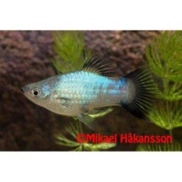 Platy sininen neon wagtail 3,5-5 cm -