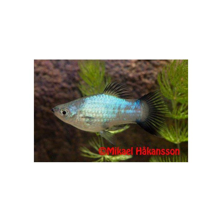 Platy sininen neon wagtail 3,5-5 cm -
