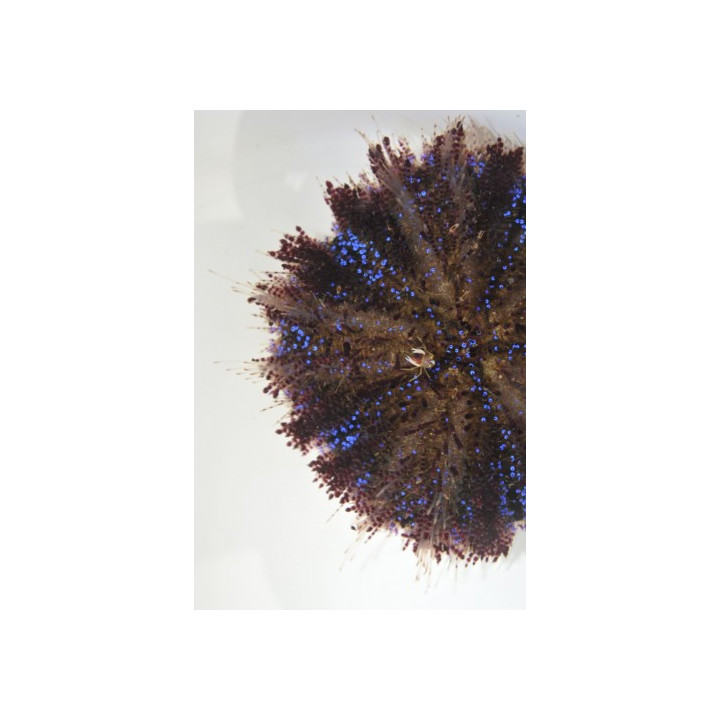 Asthenosoma varium + shrimp