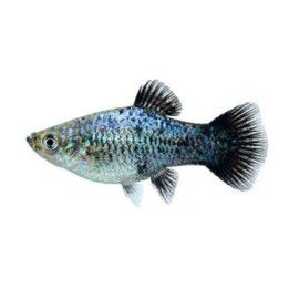 Platy sininen neon wagtail 3,5-5 cm -