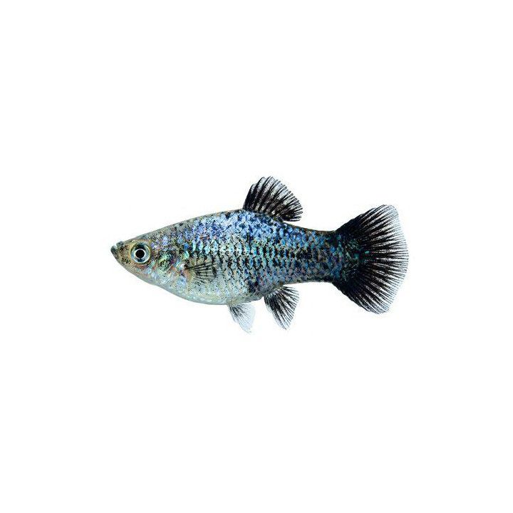 Platy sininen neon wagtail 3,5-5 cm -