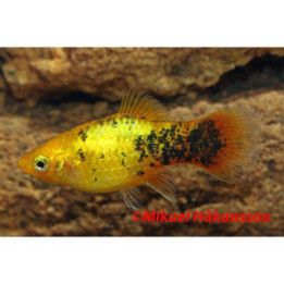 Platy calico neon 3,5-5 cm -