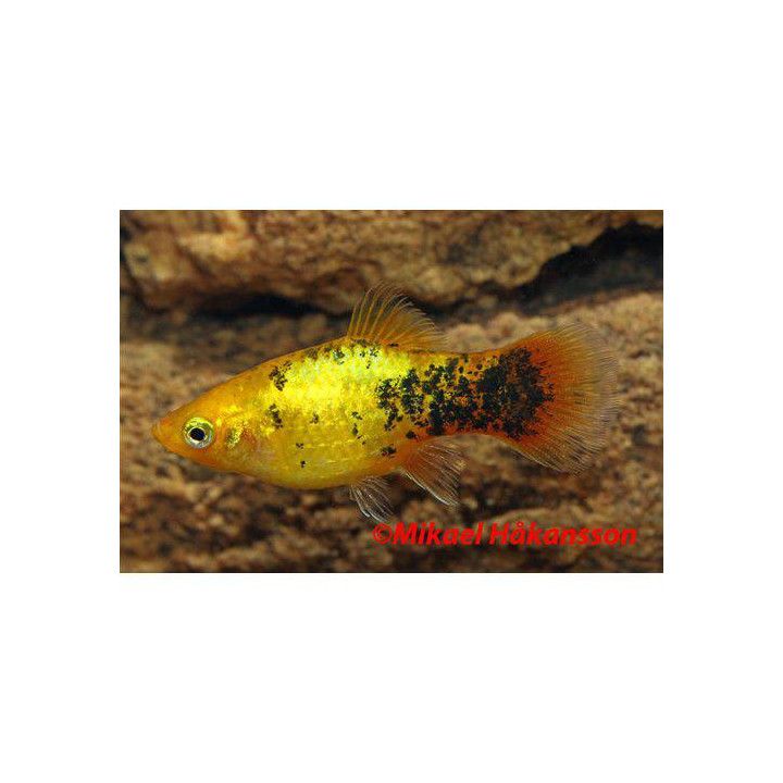 Platy calico neon 3,5-5 cm -