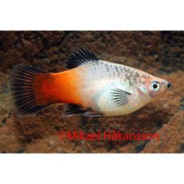 Platy kolmivärinen 3,5-5 cm -
