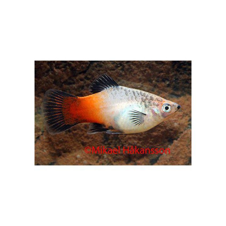 Platy kolmivärinen 3,5-5 cm -