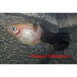 Platy panda 3-4 cm -