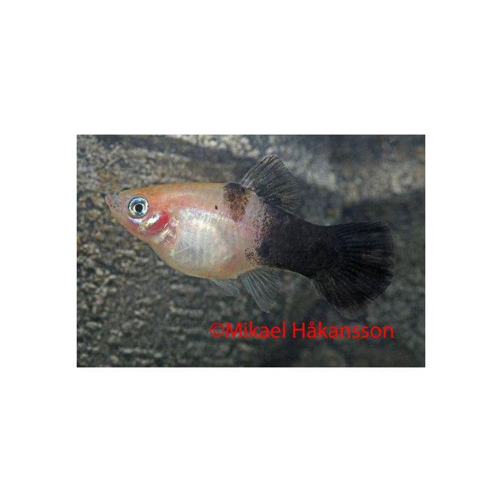 Platy panda 3-4 cm -