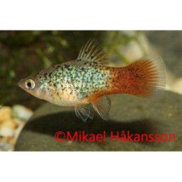 Platy punasininen täplikäs 3,5-5 cm -