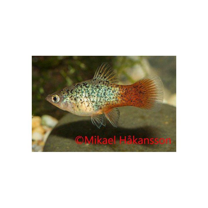 Platy punasininen täplikäs 3,5-5 cm -
