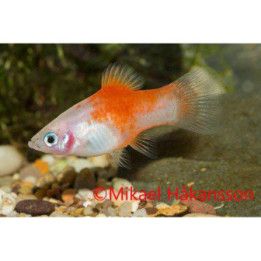 Platy redtop silver 3,5-5 cm -
