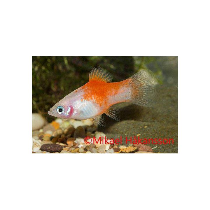 Platy redtop silver 3,5-5 cm -
