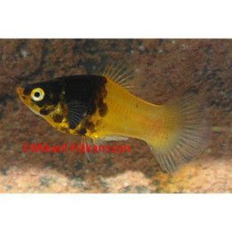 Platy humla 3-4 cm -