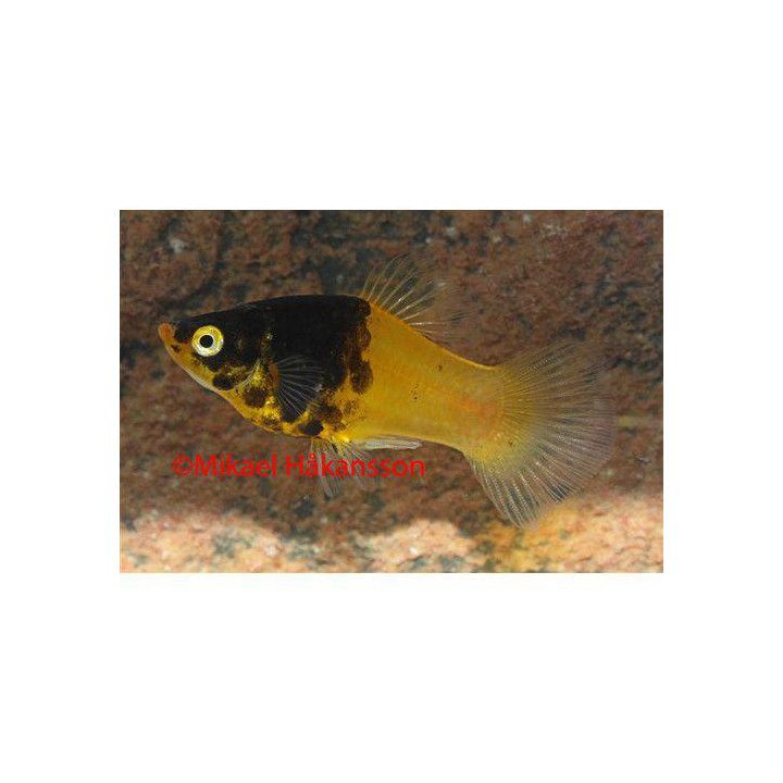 Platy humla 3-4 cm -