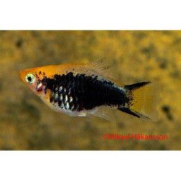 Platy keltainen tuxedo sukkulapyrstö neon 3,5-5 cm -