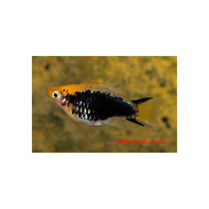 Platy keltainen tuxedo sukkulapyrstö neon 3,5-5 cm -