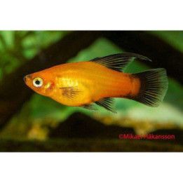 Platy hi-fin sunset wagtail 3,5-5 cm -