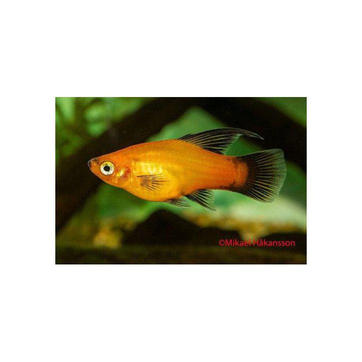 Platy hi-fin sunset wagtail 3,5-5 cm -