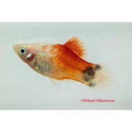 Platy red top silvermickey mouse 3-4,5 cm -