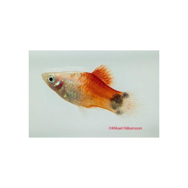 Platy red top silvermickey mouse 3-4,5 cm -