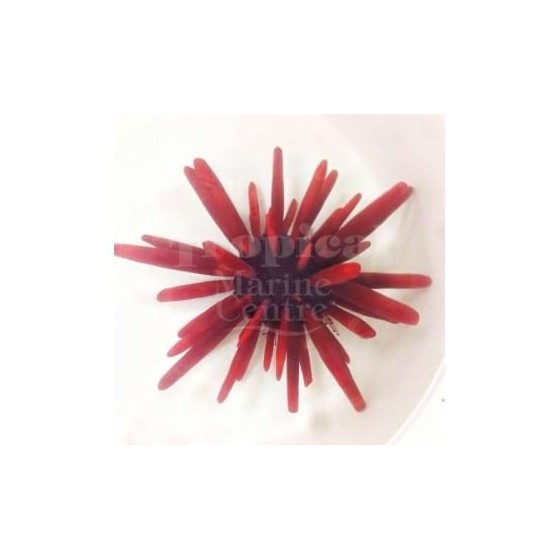 Heterocentrotus mammillatus - Red Pencil Urchin