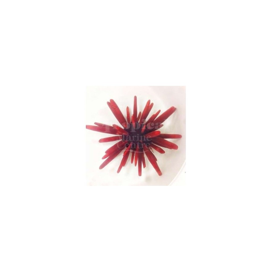 Heterocentrotus mammillatus - Red Pencil Urchin