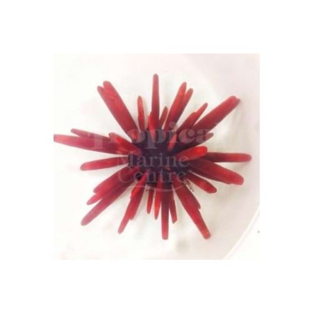 Heterocentrotus mammillatus - Red Pencil Urchin