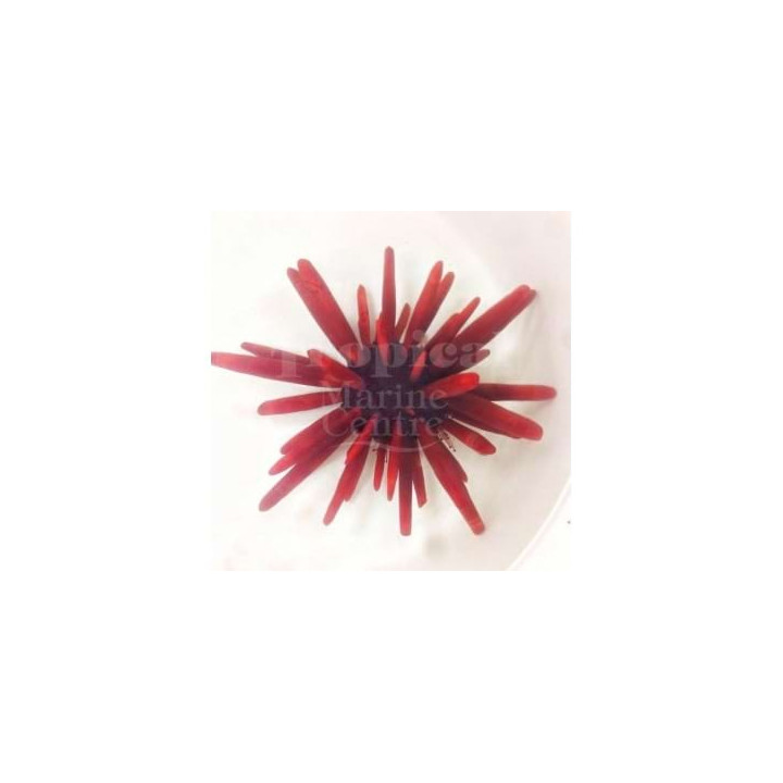 Heterocentrotus mammillatus - Red Pencil Urchin