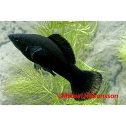 Molly Black 4-5CM SÖTVATTEN Poecilia latipinna