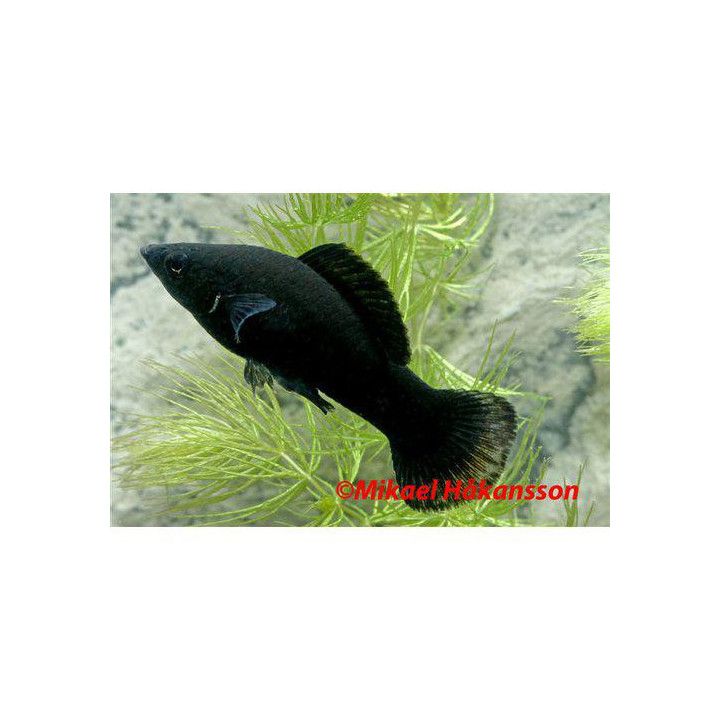 Molli black 4-5 cm Poecilia latipinna