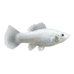 Molli silver 4-5 cm Poecilia latipinna