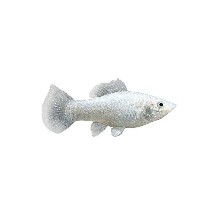 Molly Silver 4-5CM Molli silver 4-5 cm Poecilia latipinna