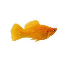 Molli red face golden 4-5 cm makeanveden Poecilia latipinna