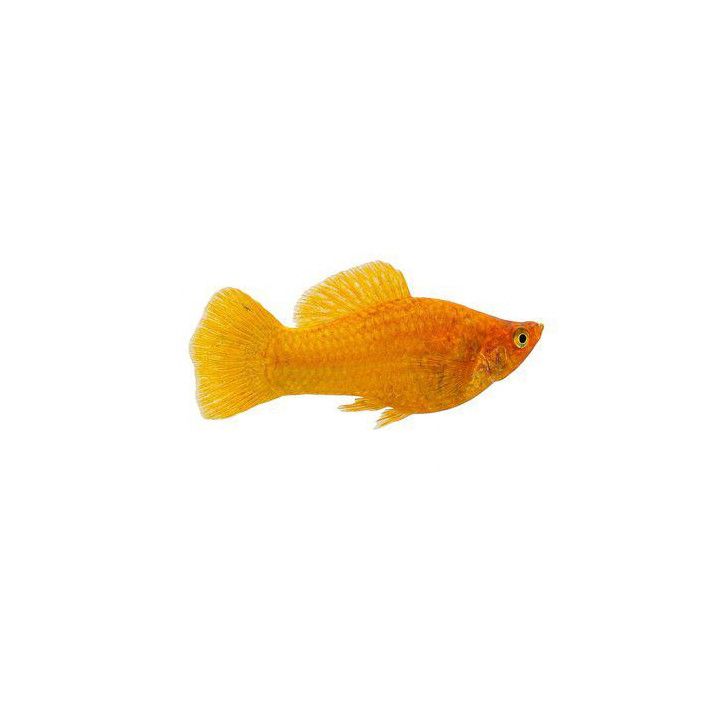 Molli red face golden 4-5 cm makeanveden Poecilia latipinna