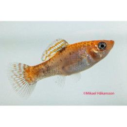 Molli leopardi keltainen neon 5-6 cm Poecilia latipinna