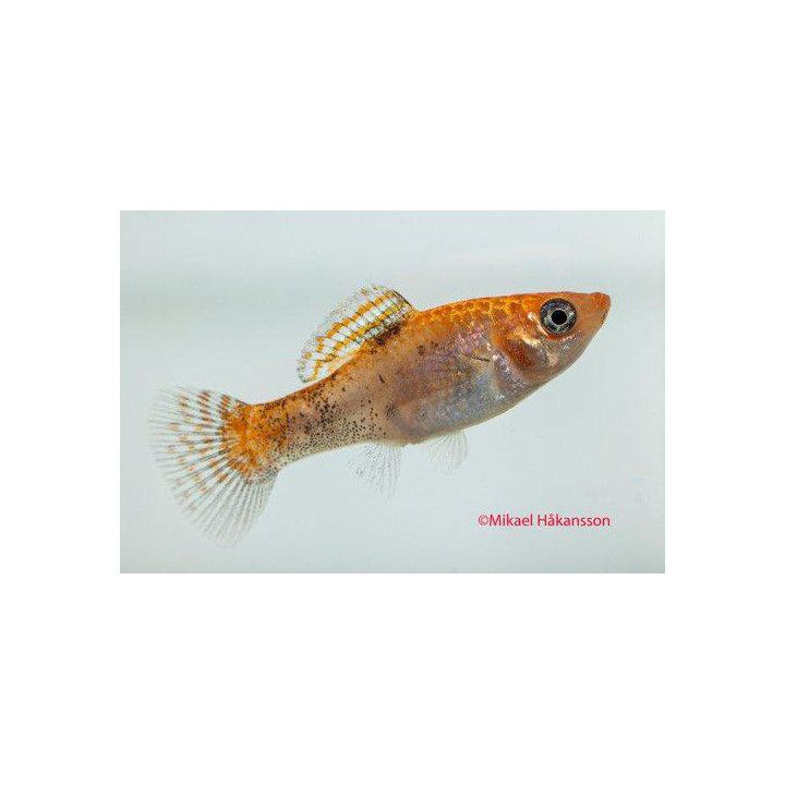 Molli leopardi keltainen neon 5-6 cm Poecilia latipinna