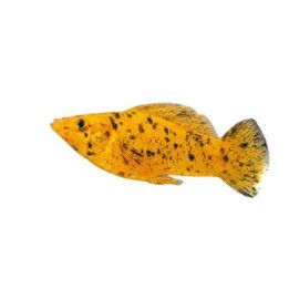 Molli golden calico 4-5 cm -