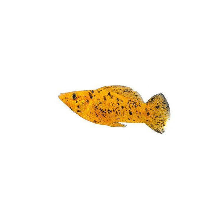 Molli golden calico 4-5 cm -