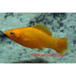 Molli orange 4-5 cm Poecilia latipinna
