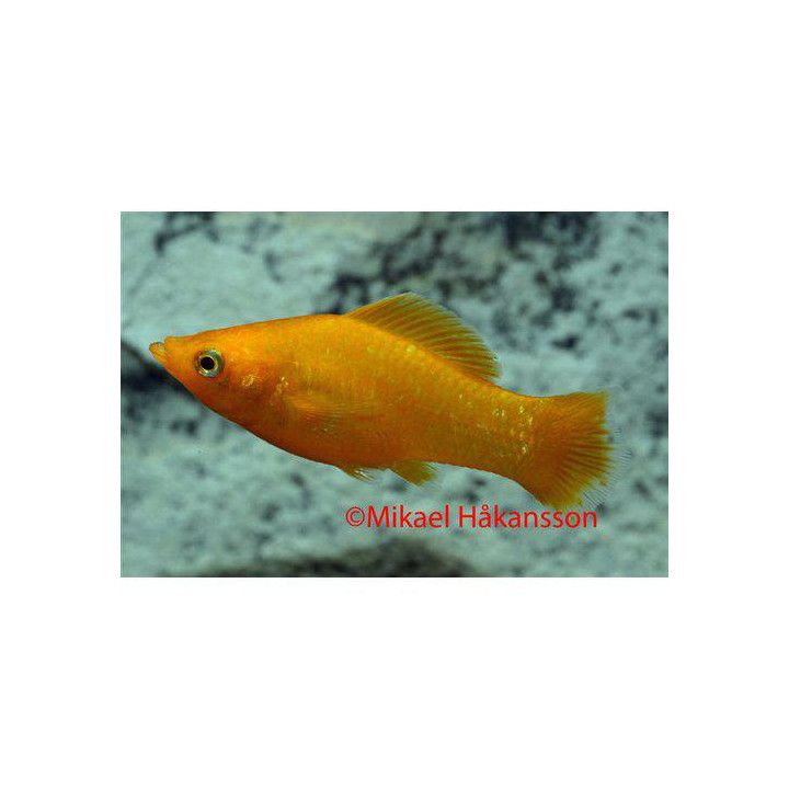 Molli orange 4-5 cm Poecilia latipinna