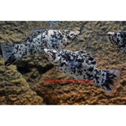 Molli dalmatiner 4-5 cm Poecilia latipinna