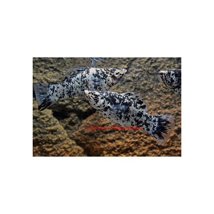 Molli dalmatialainen 4-5 cm makeanveden Poecilia latipinna