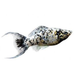 Molli dalmatialainen lyyra 4-5 cm Poecilia latipinna