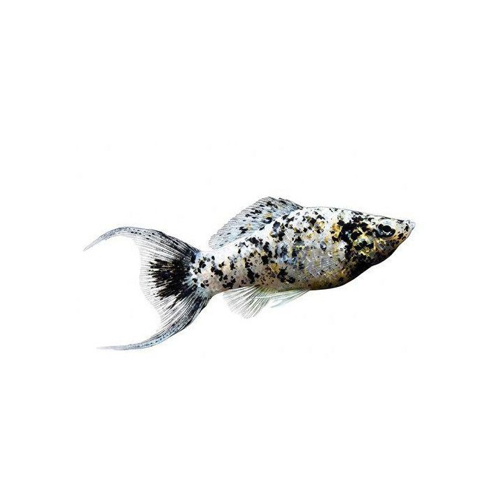 Molli dalmatialainen lyyra 4-5 cm Poecilia latipinna