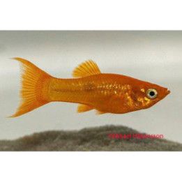 Mustamolli lyyrä keltainen 3-4 cm Poecilia sphenops