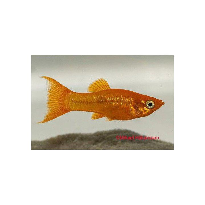 Mustamolli lyyrä keltainen 3-4 cm Poecilia sphenops