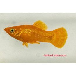 Mustamolli keltainen 3-4 cm Poecilia sphenops