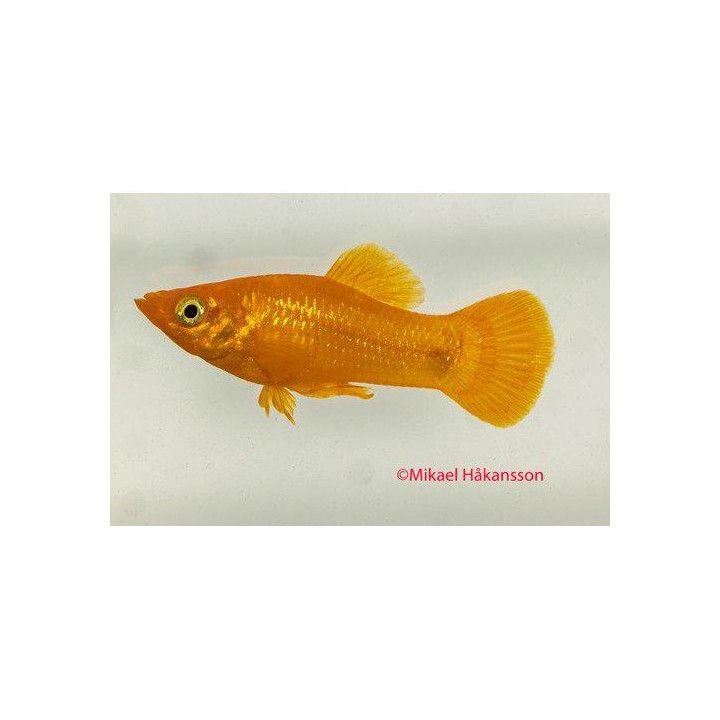 Mustamolli keltainen 3-4 cm Poecilia sphenops