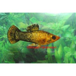 Mustamolli sateenkaari 3-4 cm Poecilia sphenops