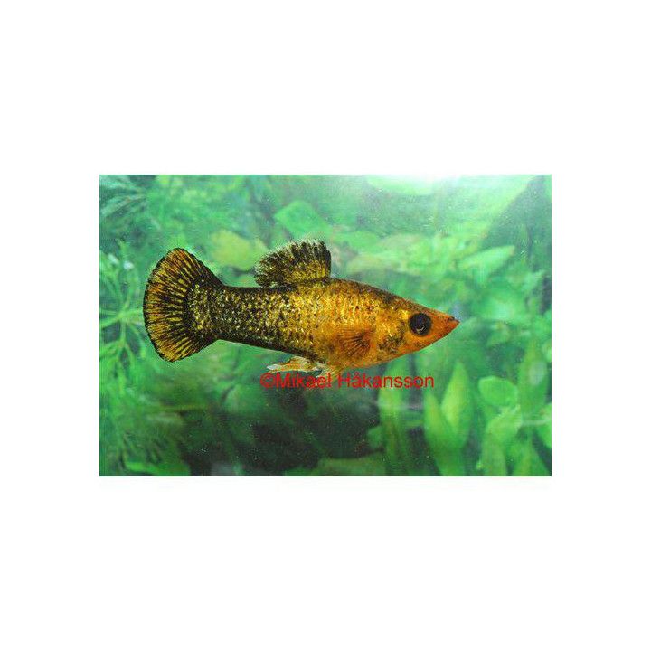 Mustamolli sateenkaari 3-4 cm Poecilia sphenops